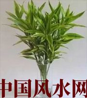 北京十二生肖养什么植物最旺财运？你知道吗！
